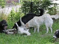 Puppys van Bliss040622-0015